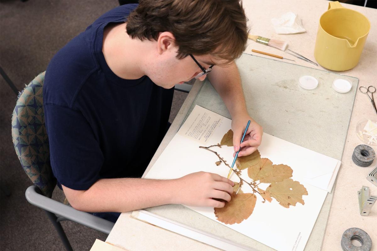 A white male sits over a piece of paper, adding glue to a backdrop to mount the plant specimen to a backing.